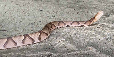 Corpus Christi snake