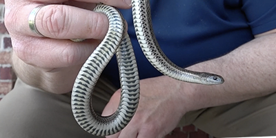 Corpus Christi snake