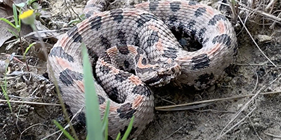 Corpus Christi snake