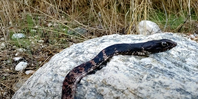Corpus Christi snake